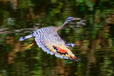 Great Horned Owl and her baby in a nest in Pantanal Brazilの写真素材