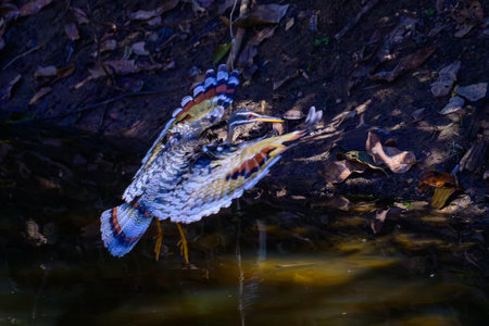 Great Horned Owl and her baby in a nest in Pantanal Brazilの写真素材