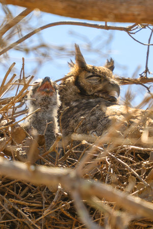 Eurasian eagle owl (Bubo bubo) in nestの写真素材