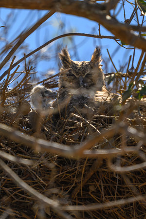 Great Horned Owl (Bubo virginianus) in the nestの写真素材
