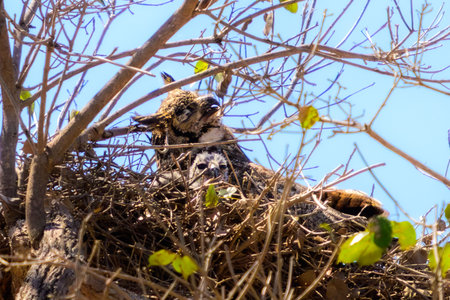 Great Horned Owl and her baby in a nest in Pantanal Brazilの写真素材