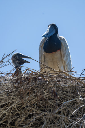 Stork on nest with babyの写真素材