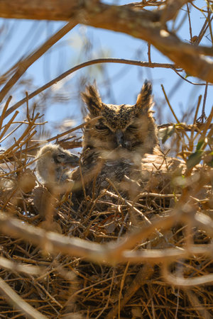 Great Horned Owl and her baby in a nest in Pantanal Brazilの写真素材