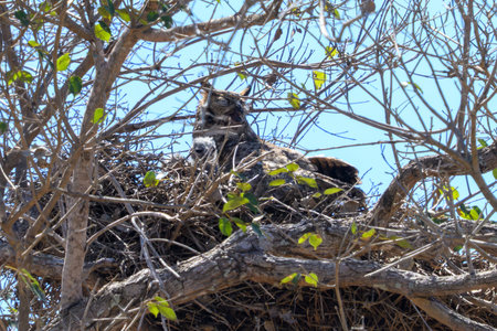 Great Horned Owl and her baby in a nest in Pantanal Brazilの写真素材