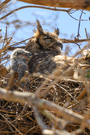 Great Horned Owl and her baby in a nest in Pantanal Brazilの写真素材