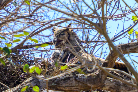 Great Horned Owl and her baby in a nest in Pantanal Brazilの写真素材
