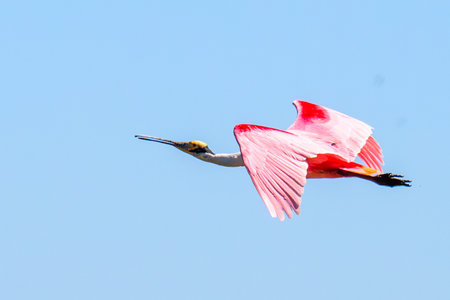 Roseate spoonbill flying in the blue sky of Pantanal Brazilの写真素材