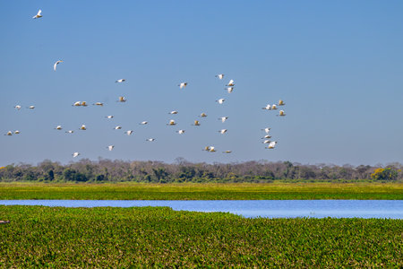 Great Egrets flying over the wetlands of the Pantanalの写真素材