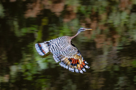 A Sunbittern in flight across a waterway in Pantanal Brazilの写真素材