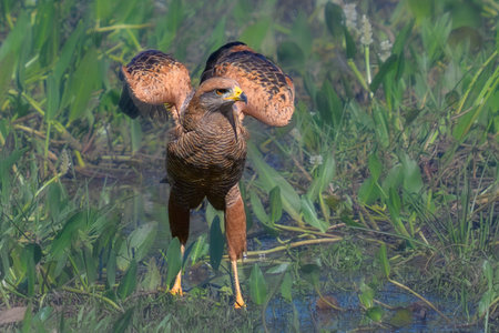 Snail Kite in the Pantanal wetlands of Brazilの写真素材