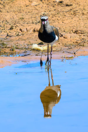Southern Lapwing (Vanellus vanellus) at a waterhole in Pantanal Brazil