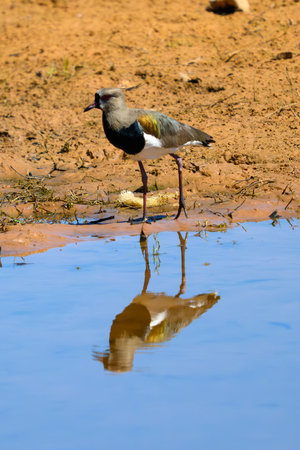 Southern Lapwing (Vanellus chilensis) at a waterhole in Pantanal Brazil