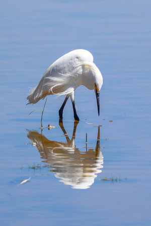 Snowy Egret (Egretta thula) in the waterの写真素材