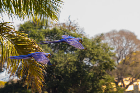 A pair of Hyacinth Macaw's in flight in Pantanal Brazilの写真素材