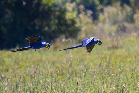 A pair of Hyacinth Macaw's in flight in Pantanal Brazilの写真素材