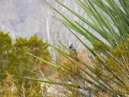 A Desert Cardinal perched on a yucca plant in Big Bend National Park, Texas, USA