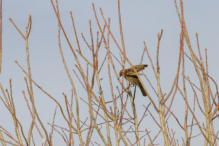 A sparrow is sitting on a branch of a tree in winter