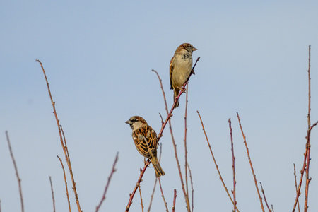Two sparrows sitting on a twig against a blue sky