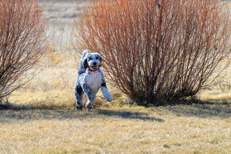 A Sheepadoodle running through the dry grass.