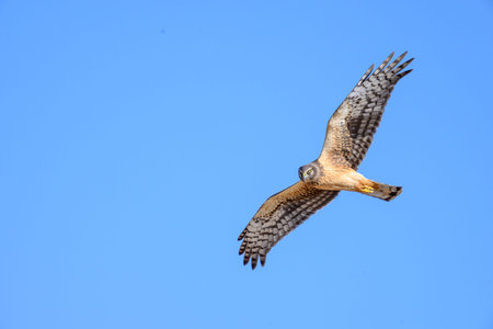 Northern Harrier (Circus aeruginosus) in flight in the Texas panhandle