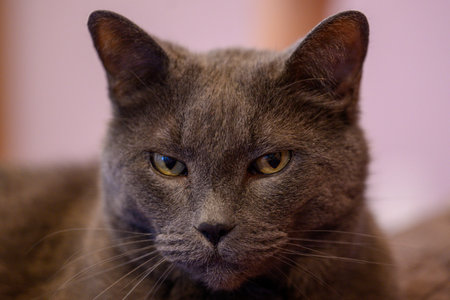 Closeup portrait of a gray cat with yellow eyes. Shallow depth of field