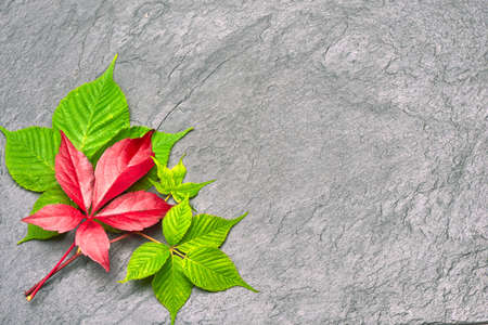 Branch of red autumn grapes leaves. Parthenocissus quinquefolia foliage. Isolated on white background.の写真素材