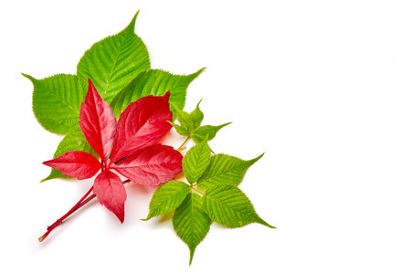 Branch of red autumn grapes leaves. Parthenocissus quinquefolia foliage. Isolated on white background.の写真素材