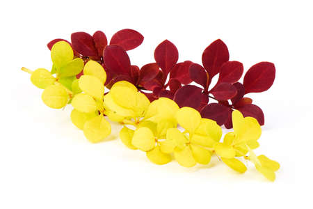 Spring blooming barberry branches with yellow and red leaves, template for text or design. Close-up.の写真素材