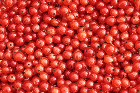 Background of ripe juicy red currant berries. top view. Close-up.