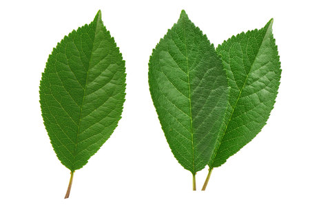 Cherry leaves, isolated on white background.