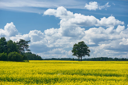 Yellow rapeseed field with a beautiful sky. Rural landscape.
