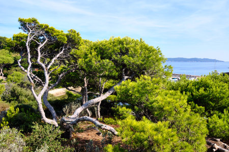 Beautiful view of mediterranean pinesの写真素材