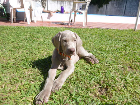 Weimaraner puppy resting on the grass at sunの写真素材