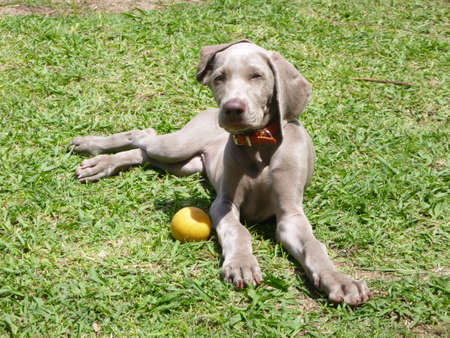 Weimaraner Puppie playing with her ballの写真素材