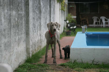 Weimaraner Teenager next to black lovelyの写真素材