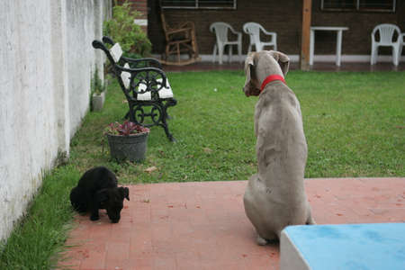 Weimaraner Teenager sitting with a no bred black puppy  From Behind の写真素材