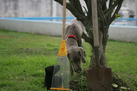 Weimaraner Teenager with a no bred black puppy  Behind Garden Tools の写真素材
