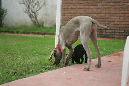 Weimaraner Teenager with a no bred black puppyの写真素材