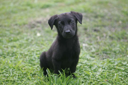 No Bred Black Lovely Puppy sitting and looking at the cameraの写真素材