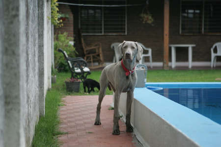Weimaraner Teenager, next to a swimming poolの写真素材