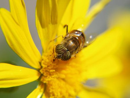 eristalinus taeniops Pollinating flower