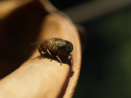 Female eristalinus taeniops tries to camouflage himself on the golden leaf and rest in the sun