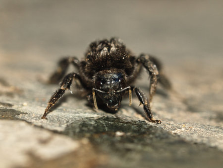 Bumblebee Bombus species resting on a flagstone floor