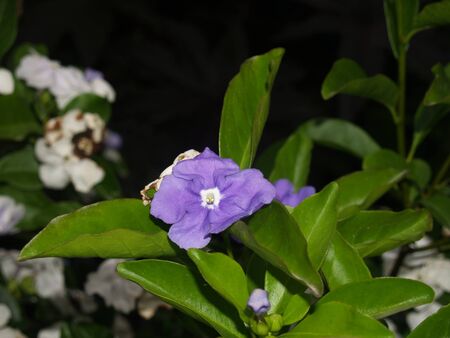 Violet flower of a Paraguayan jasmine in the parkの写真素材