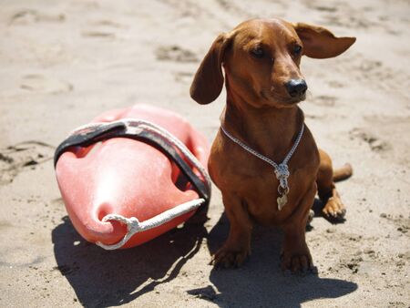 Dachshund lifeguard dog guarding the shoreline at the seashore on a summer morning, Pinamar, Argentina.の写真素材