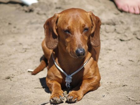 It's time to rest for this lifeguard dachshund, while patiently waiting for his food ration sitting on the sand.の写真素材