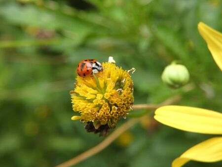 Harmonia axyridis eats a juicy aphid on a daisy flower about to explode.の写真素材