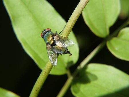 Lucilia sericata defecating the ray of the sun on a green branchの写真素材