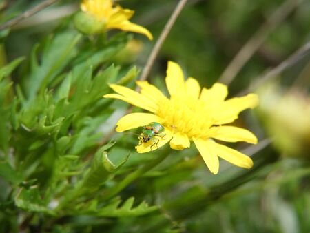 Diabrotica speciosa on a daisy carefully observes the photographerの写真素材