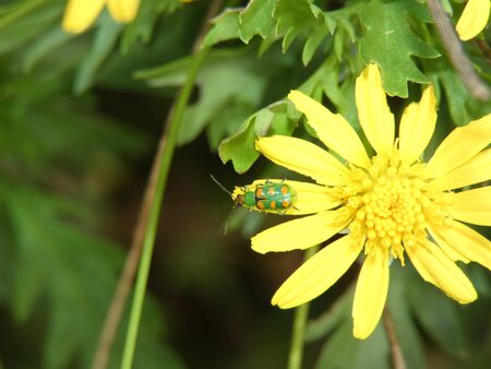 Diabrotica speciosa looking for aphids on the petals of a yellow flowerの写真素材